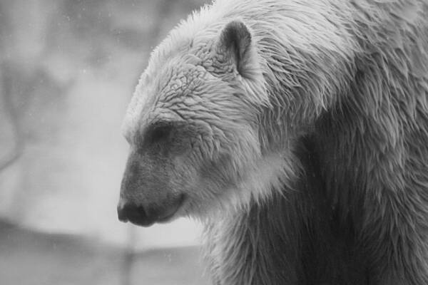 Bear Poster featuring the photograph Polar Bear 7 by Scott Hovind