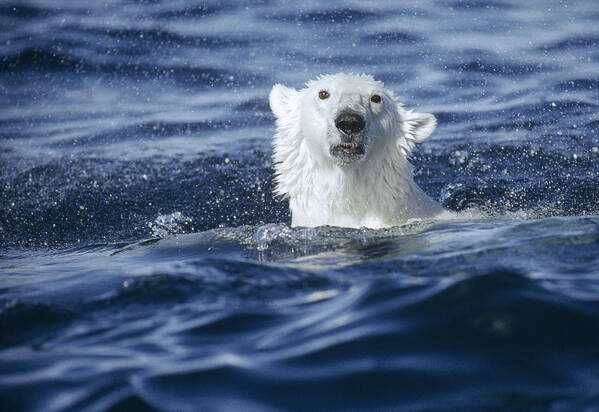 00084617 Poster featuring the photograph Polar Bear Swimming Off Baffin Island by Flip Nicklin