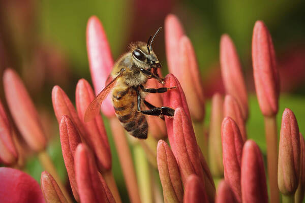 Pollination Poster featuring the photograph Pollination by Nick Shirghio