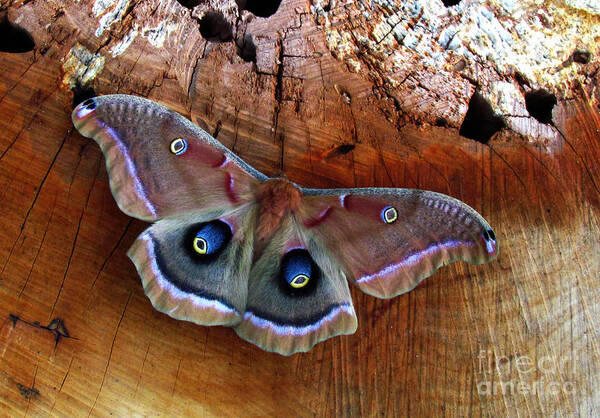 Moth Poster featuring the photograph Polyphemus Moth by Deborah Johnson