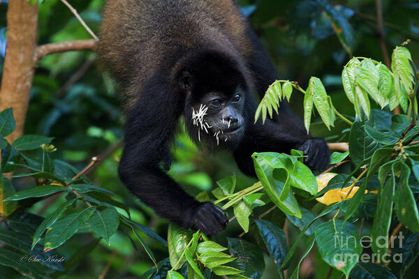 Costa Rica Poster featuring the photograph Poor Guy by Sue Karski