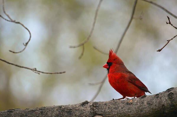 Cardinal Poster featuring the photograph Pop of Color by Lori Tambakis