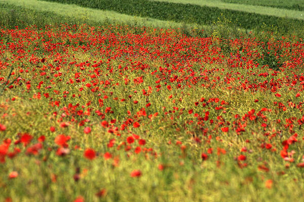 Agriculture Poster featuring the photograph Poppy field III by Emanuel Tanjala