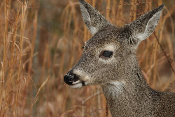 Odocoileus Virginanus Poster featuring the photograph Portrait Of Browsing Deer by Daniel Reed