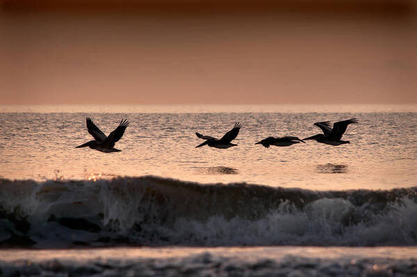 Pelican Poster featuring the photograph Predawn Formation by Steven Sparks