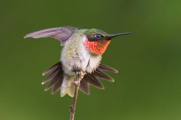 Bird. Hummingbird Poster featuring the photograph Prepare to Launch by Steve Stuller