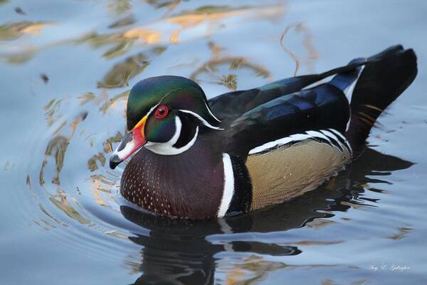 Wood Duck Poster featuring the photograph Pretty Boy by Amy Gallagher
