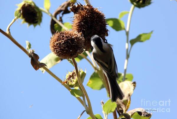 Black-capped Chickadee Poster featuring the photograph Pretty in back view by Yumi Johnson