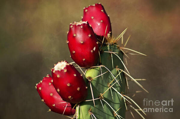 Cactus Poster featuring the photograph Prickley Pear Fruit by Donna Greene