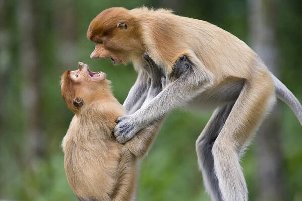 00479407 Poster featuring the photograph Proboscis Monkey Juveniles Playing by Suzi Eszterhas