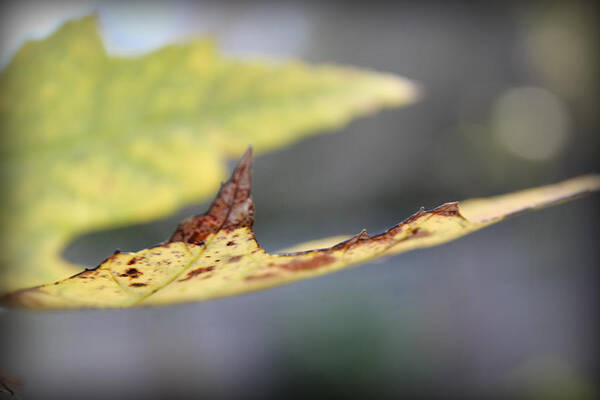 Art Poster featuring the photograph Profile of a Leaf by Kelly Hazel