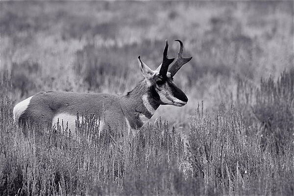 Pronghorn Poster featuring the photograph Pronghorn by Eric Tressler