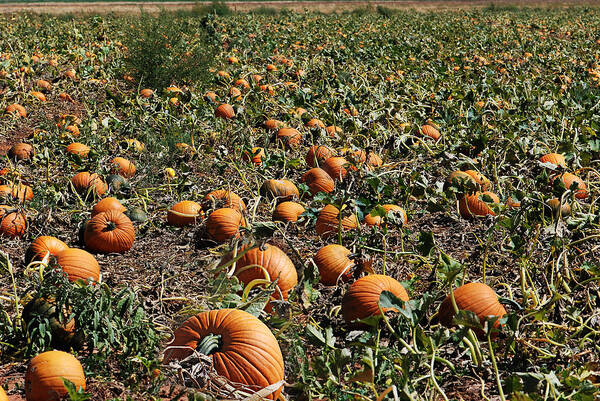 Agriculture Poster featuring the photograph Pun'kin Patch by Melany Sarafis