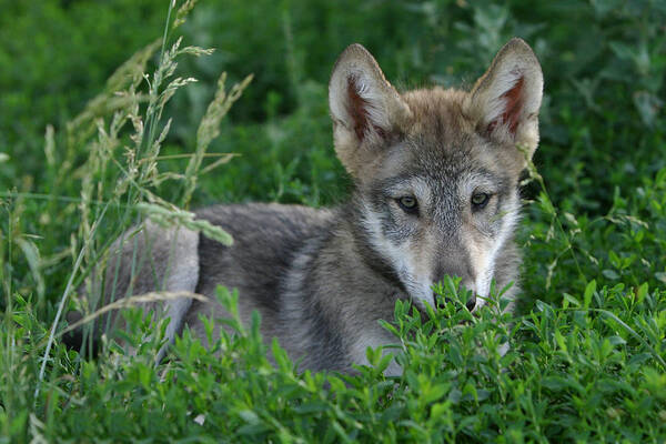 Wolf Poster featuring the photograph Pup in the Grass by Shari Jardina