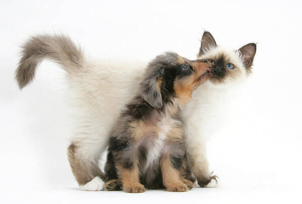 Animal Poster featuring the photograph Puppy Licking Kitten by Mark Taylor