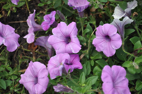 Flowers Poster featuring the photograph Purple Flowers by Daniel Ness