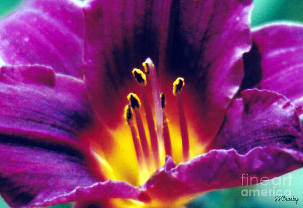 Purple Daylily Poster featuring the photograph Purple heat by Susan Stevens Crosby