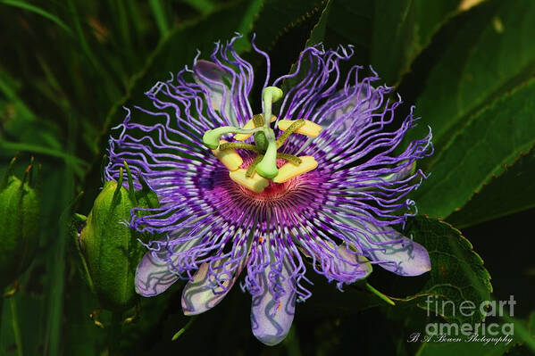 Passion Flower Poster featuring the photograph Purple Passion by Barbara Bowen