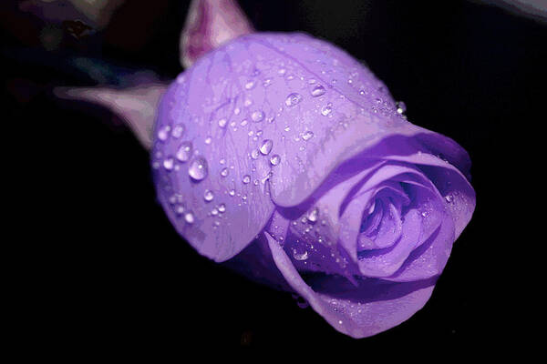 Rose Poster featuring the photograph Purple Rain Drops by Patricia Haynes