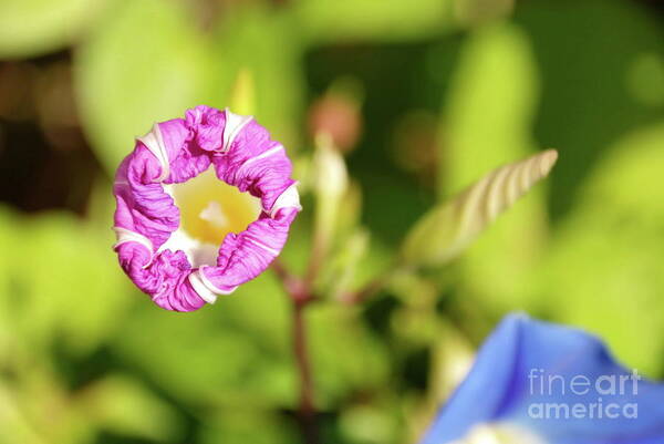 Flowers Poster featuring the photograph Purple Star by Ken Williams