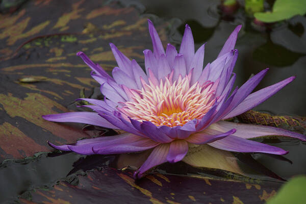 Purple Poster featuring the photograph Purple Water Lilly by Alan Hutchins