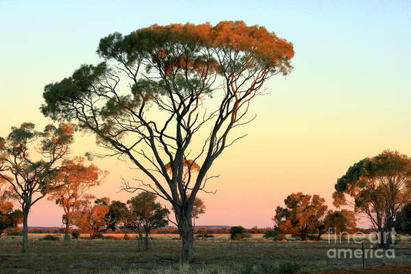 Landscape Poster featuring the photograph Quilpie Dusk by Jan Lawnikanis