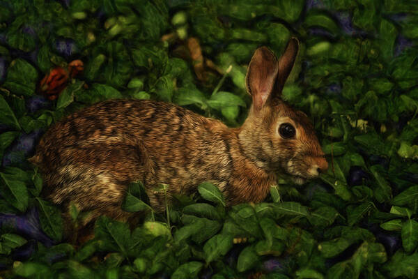 Nature Poster featuring the photograph Rabbit by Linda Tiepelman
