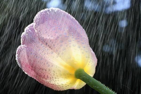 Flower Poster featuring the photograph Rain Falling On A Tulip by Craig Tuttle