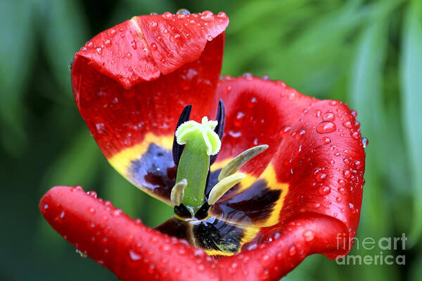 Flower Poster featuring the photograph Rain Kissed by Teresa Zieba