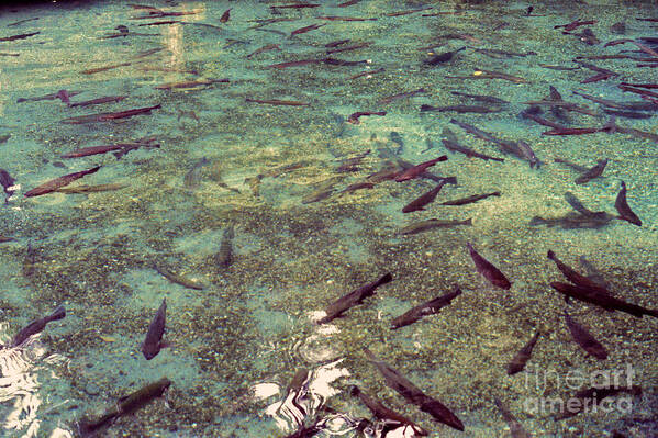 Rainbow Springs Poster featuring the photograph Rainbow Springs Trout by Mark Dodd