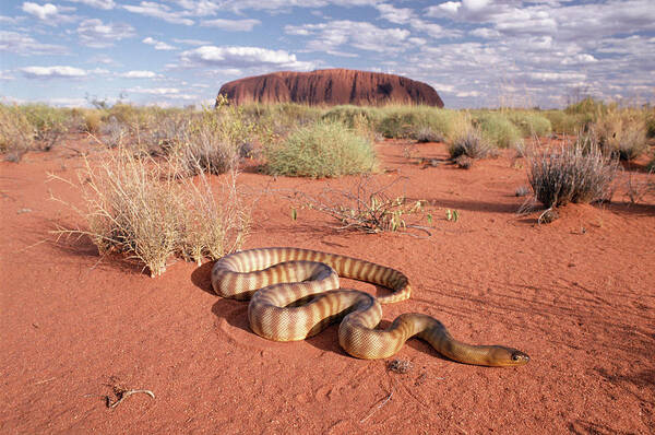 Mp Poster featuring the photograph Ramsays Python Aspidites Ramsayi by Michael & Patricia Fogden