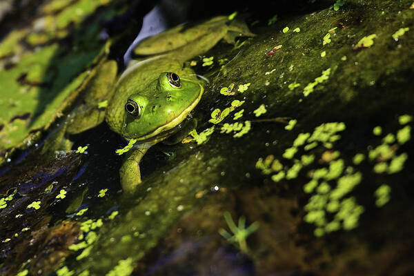 Green Frog Poster featuring the photograph Rana clamitans or Green frog by Perla Copernik