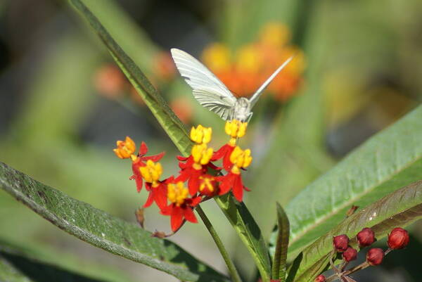 Butterfly Poster featuring the photograph Ready for Flight by Jerry Cahill