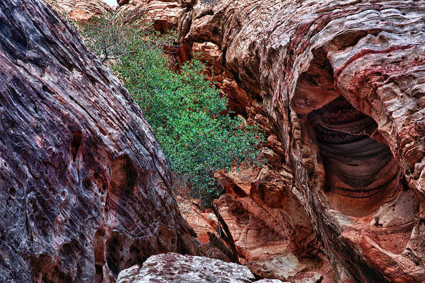 Red Rock Canyon Photographs Poster featuring the photograph Red and Green by Rick Berk