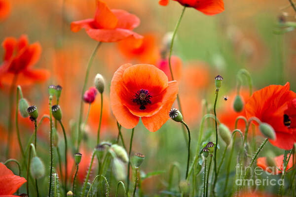 Poppy Poster featuring the photograph Red Corn Poppy Flowers 05 by Nailia Schwarz