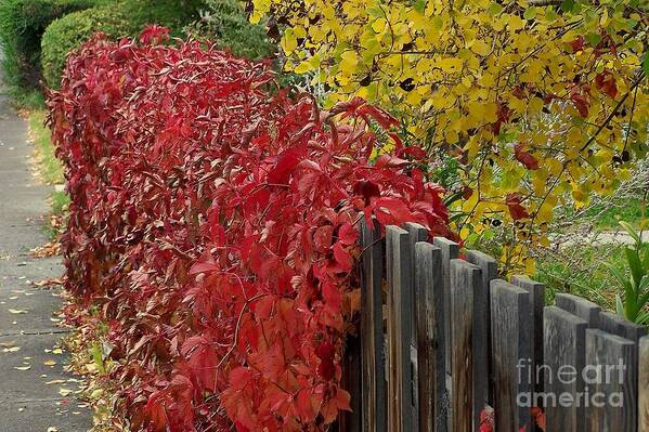 Fall Colors Poster featuring the photograph Red Fence by Dorrene BrownButterfield