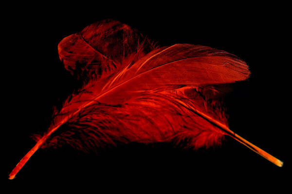 Red Goose Poster featuring the photograph Red Ghost on Black by Steve Purnell