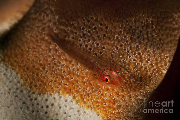 Indonesia Poster featuring the photograph Red Goby On Orange And White Sea Star by Mathieu Meur