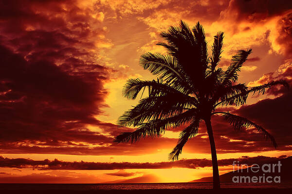 Palm Tree Poster featuring the photograph Red Hawaiian Sunset by Teresa Zieba