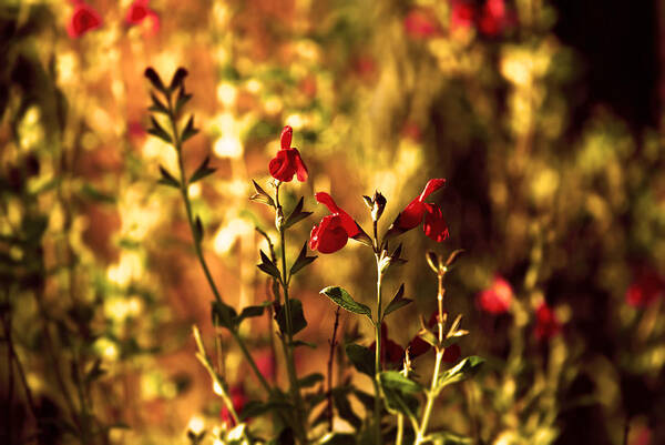 Red Salvia Poster featuring the photograph Red Salvia by Devin Rader