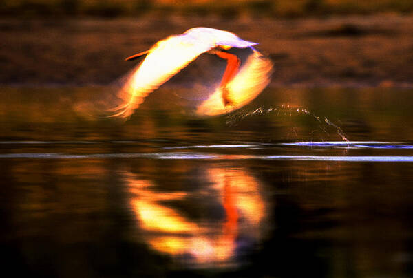 African Spoonbill Poster featuring the photograph Red white reflection by Alistair Lyne