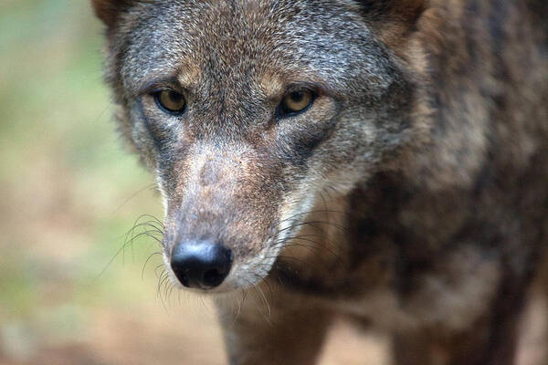 Wolf Poster featuring the photograph Red Wolf Closeup by Karol Livote
