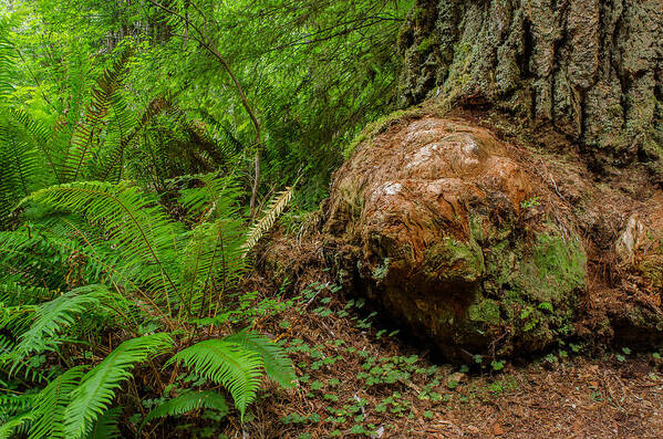 Redwoods Poster featuring the photograph Redwood Burls and Ferns by Greg Nyquist