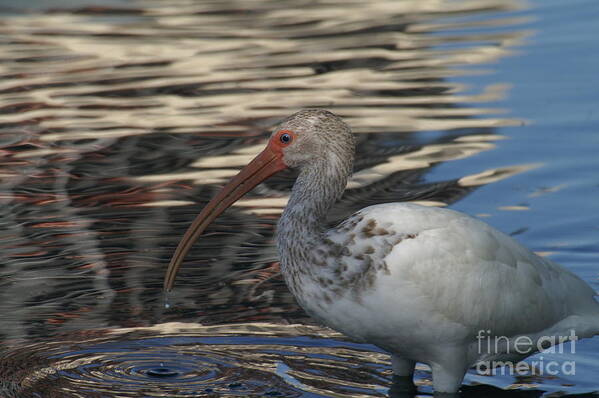 Art Poster featuring the photograph Rippled Ibis by Jack Norton