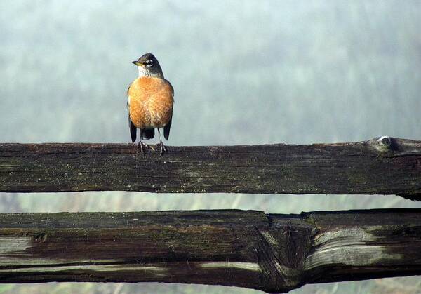 Birds Poster featuring the photograph Robin in the mist. by I'ina Van Lawick