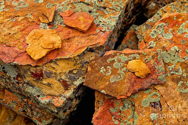 Lichen Poster featuring the photograph Rock Abstract I by Barbara Schultheis