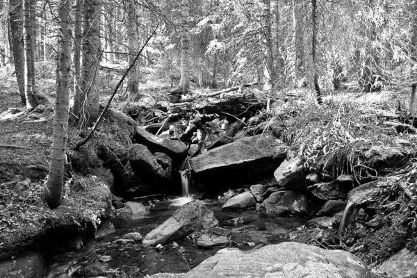 Stream Poster featuring the photograph Rocky Mountain Forest Stream Landscape BW by James BO Insogna