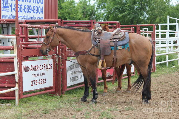 Horse Poster featuring the photograph Roping Horse by Sheri Simmons