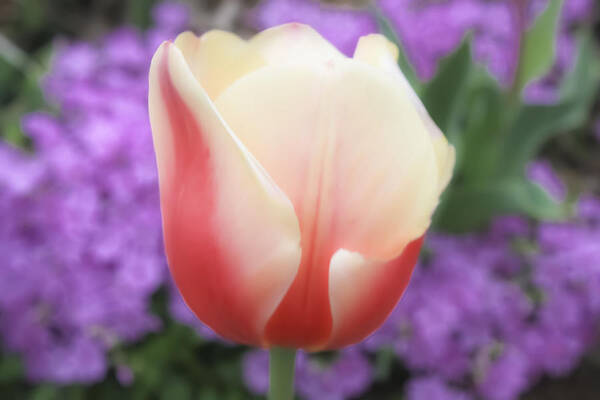 Tulip Poster featuring the photograph Rose And Cream Tulip by Barbara Dean
