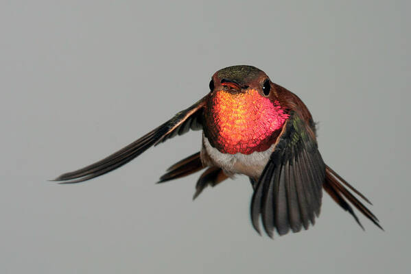 Rufous Poster featuring the photograph Rufous Hummingbird Downstroke by Gregory Scott